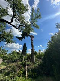 Baumabtragung, Baumf&auml;llung, Baumpflege, Baumentfernung