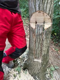 Baumf&auml;llung, Baumentfernung, Baumschnitt, Baumsicherung